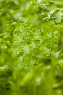 Petroselinum crispum (Peterselie) - afbeelding 28