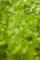 Petroselinum crispum (Peterselie) - afbeelding 28