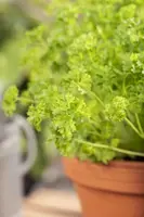 Petroselinum crispum (Peterselie) - afbeelding 34