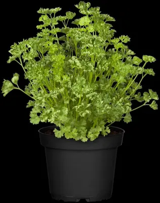 Petroselinum crispum (Peterselie) - afbeelding 29