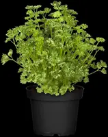 Petroselinum crispum (Peterselie) - afbeelding 29
