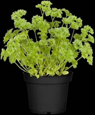 Petroselinum crispum (Peterselie) - afbeelding 36