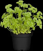 Petroselinum crispum (Peterselie) - afbeelding 36