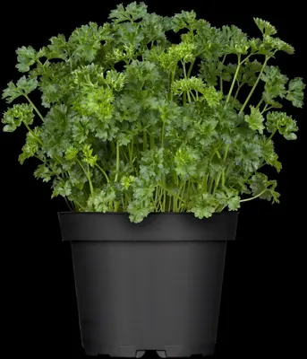 Petroselinum crispum (Peterselie) - afbeelding 6