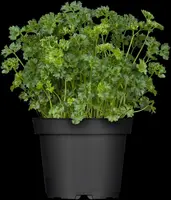 Petroselinum crispum (Peterselie) - afbeelding 6