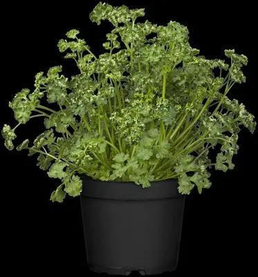 Petroselinum crispum (Peterselie) - afbeelding 23