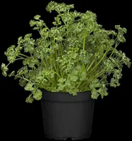 Petroselinum crispum (Peterselie) - afbeelding 23