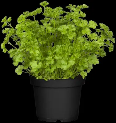 Petroselinum crispum (Peterselie) - afbeelding 35
