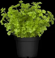 Petroselinum crispum (Peterselie) - afbeelding 35