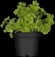 Petroselinum crispum (Peterselie) - afbeelding 8