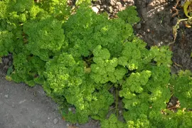Petroselinum crispum (Peterselie) - afbeelding 37