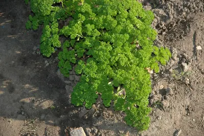 Petroselinum crispum (Peterselie) - afbeelding 38