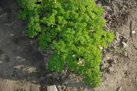 Petroselinum crispum (Peterselie) - afbeelding 38