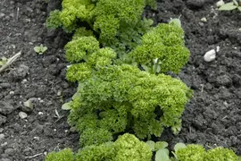 Petroselinum crispum (Peterselie) - afbeelding 39