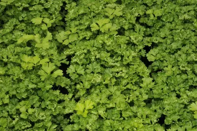 Petroselinum crispum (Peterselie) - afbeelding 40