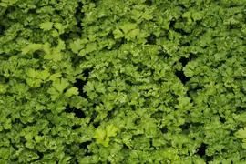 Petroselinum crispum (Peterselie) - afbeelding 40