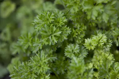 Petroselinum crispum (Peterselie) - afbeelding 2