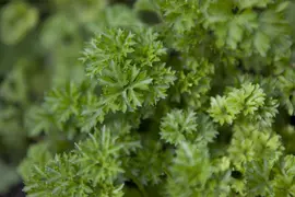 Petroselinum crispum (Peterselie) - afbeelding 2