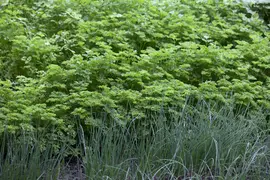 Petroselinum crispum (Peterselie) - afbeelding 3