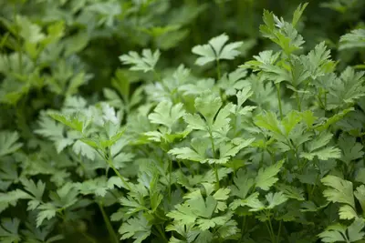 Petroselinum crispum (Peterselie) - afbeelding 4