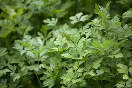 Petroselinum crispum (Peterselie) - afbeelding 4