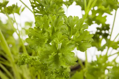 Petroselinum crispum (Peterselie) - afbeelding 5