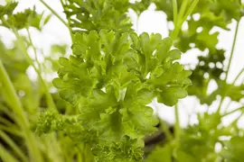 Petroselinum crispum (Peterselie) - afbeelding 5