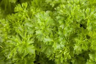 Petroselinum crispum (Peterselie) - afbeelding 7