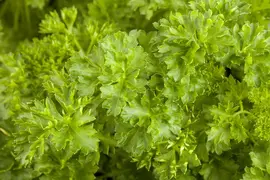 Petroselinum crispum (Peterselie) - afbeelding 7
