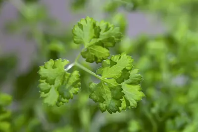 Petroselinum crispum (Peterselie) - afbeelding 14