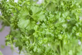 Petroselinum crispum (Peterselie) - afbeelding 15