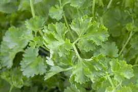 Petroselinum crispum (Peterselie) - afbeelding 17