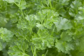 Petroselinum crispum (Peterselie) - afbeelding 19