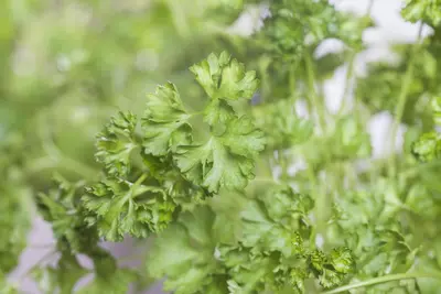 Petroselinum crispum (Peterselie) - afbeelding 22