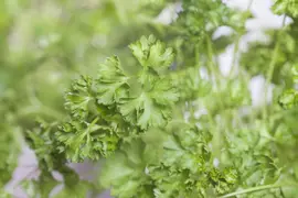 Petroselinum crispum (Peterselie) - afbeelding 22