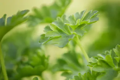 Petroselinum crispum (Peterselie) - afbeelding 26