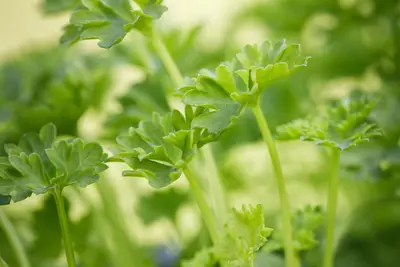 Petroselinum crispum (Peterselie) - afbeelding 27