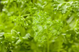Petroselinum crispum (Peterselie) - afbeelding 30