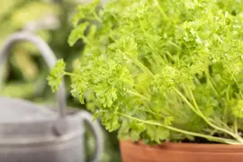 Petroselinum crispum (Peterselie) - afbeelding 32