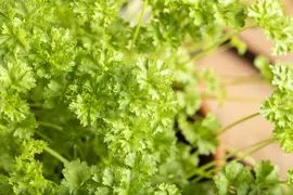 Petroselinum crispum (Peterselie) - afbeelding 33