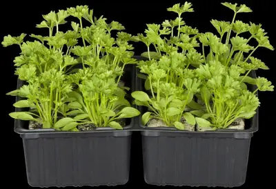 Petroselinum crispum (Peterselie) - afbeelding 31