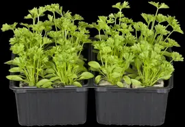 Petroselinum crispum (Peterselie) - afbeelding 31
