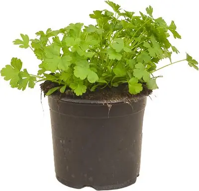 Petroselinum crispum (Peterselie) - afbeelding 1