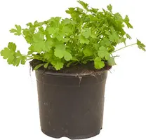 Petroselinum crispum (Peterselie) - afbeelding 1