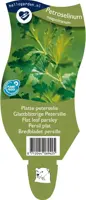 Petroselinum neapolitanum (Platte peterselie) - afbeelding 1