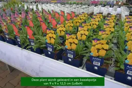 Petroselinum neapolitanum (Platte peterselie) - afbeelding 2