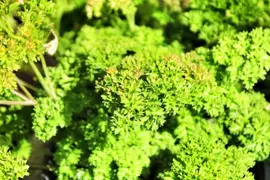 Petroselinum neapolitanum (Platte peterselie) - afbeelding 3