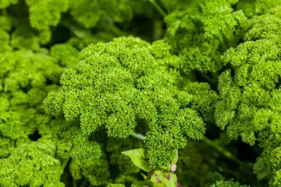 Petroselinum neapolitanum (Platte peterselie) - afbeelding 4