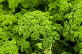 Petroselinum neapolitanum (Platte peterselie) - afbeelding 4