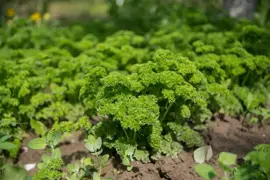 Petroselinum neapolitanum (Platte peterselie) - afbeelding 5